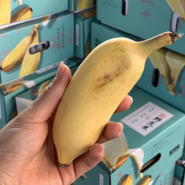 【产地直发】海南半野生芭蕉