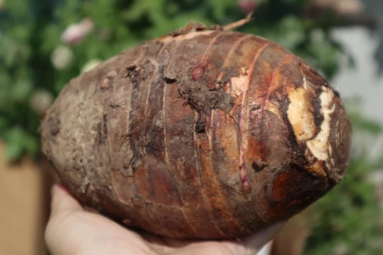 【产地直发】正宗荔浦芋头 6-8个精品中果（净重5斤）