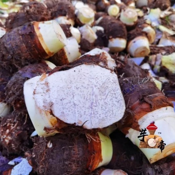 【产地直发】正宗荔浦芋头